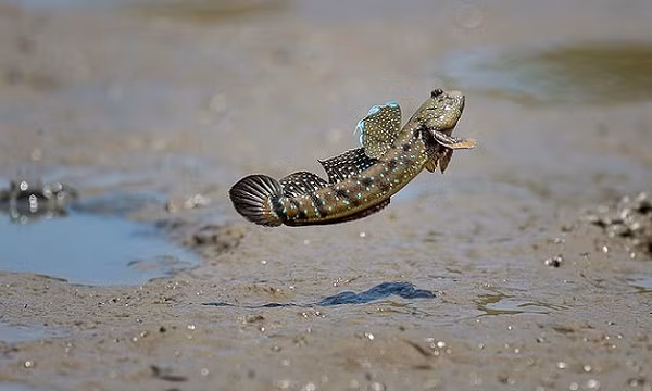 Chính vì đặc điểm nhận diện này nên dân gian mới đặt tên cho chúng là "cá bống thòi lòi". Điểm đặc biệt nhất của cá thòi lòi là khả năng thích nghi với môi trường sống trên cạn vượt trội so với những loài cá khác.