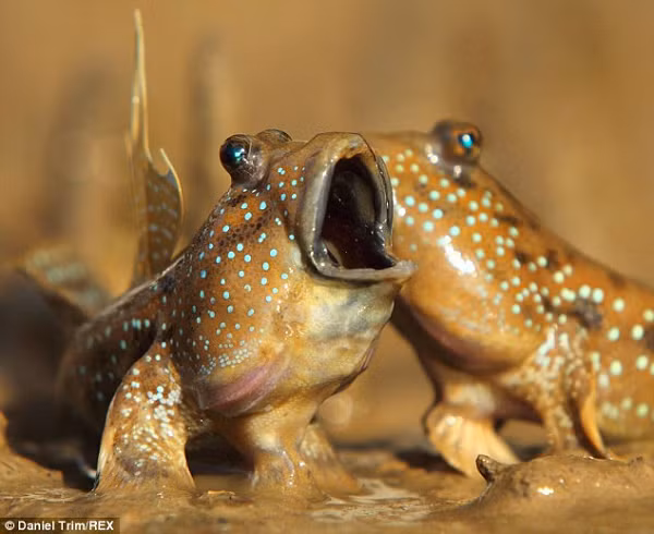 Có thể nói, cá thòi lòi là một dạng chuyển tiếp giữa cá và lưỡng cư, mà chúng ta vẫn có thể bắt gặp ở thời điểm hiện tại!