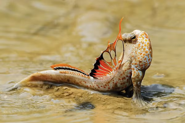 Cá thòi lòi khá hung dữ, miệng đầy răng nanh, răng hàm trên xếp thành hai hàng, hàm dưới xếp một hàng, đôi mắt to và đặc biệt là hai chiếc vây tựa như hai cánh tay giúp chúng trườn dễ dàng trên đất bùn.