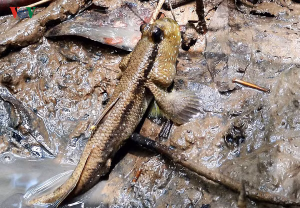 Đây là loài động vật lưỡng cư, có thể bò nhanh trên mặt đất, leo cây và di chuyển trên mặt nước với tốc độ khoảng 30km/h.