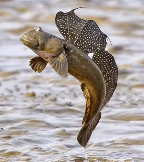 Không chỉ duy trì được khả năng hô hấp một thời gian dài, sau khi rời khỏi mặt nước, loài động vật này còn có thể đi, nhảy và thậm chí là treo cây một cách điêu luyện, nhờ vào cặp vây ngực đã được biệt hóa thành dạng chân.