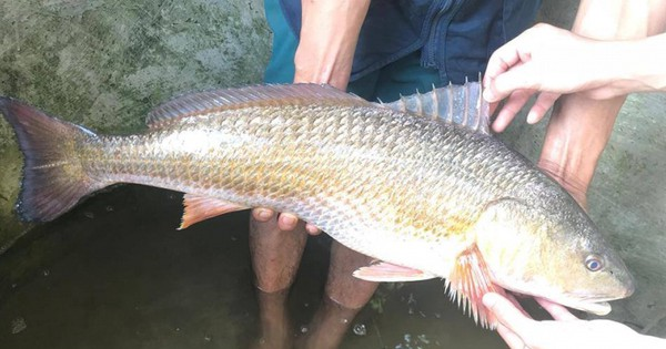 Thân cá màu trắng bạc và trắng phớt hồng, phần đầu và lưng có màu xanh xám hoặc xám sáng tùy vào môi trường sinh thái nơi cá sống. Khi chết, toàn thân cá chuyển màu vàng nhạt đến vàng thẫm.