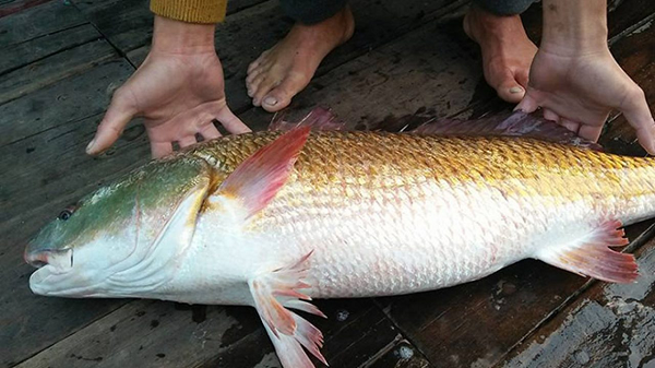 Cá con sẽ bơi vào vùng nước ngọt sâu trong đất liền sinh sống, sau 1 - 2 năm sẽ tự trở về với biển, lúc đó nó đã khoảng 10kg, kích thước có thể đạt đến 160cm, nặng trên 120kg, chiều dài tối đa có thể đạt được là 160cm.