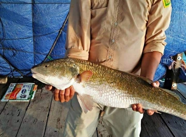 Cá có trọng lượng 40 - 50kg thì bóng đạt khoảng 1kg tươi. Vẩy cá sủ vàng rất cứng nên được dùng để chế tạo những miếng gảy đàn cho người chơi đàn, bán sang Nhật Bản hay châu Âu.