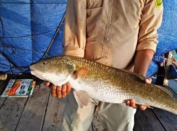 Cá có trọng lượng 40 - 50kg thì bóng đạt khoảng 1kg tươi. Vẩy cá sủ vàng rất cứng nên được dùng để chế tạo những miếng gảy đàn cho người chơi đàn, bán sang Nhật Bản hay châu Âu.