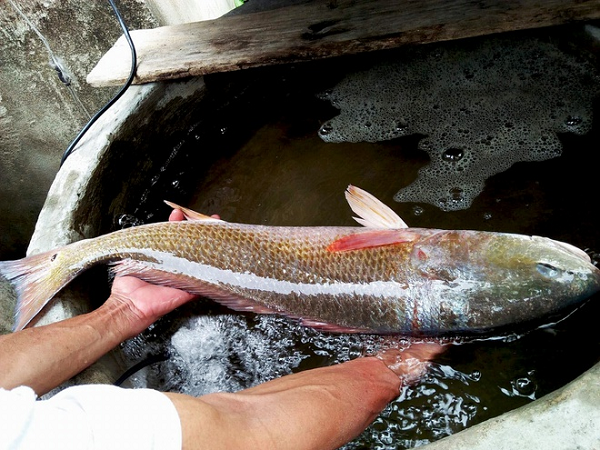 Người Trung Quốc cho rằng, ăn cá sủ vàng sẽ có nhiều may mắn, làm ăn phát đạt. Người Nhật Bản và Việt Nam còn gọi đây là lộc trời.