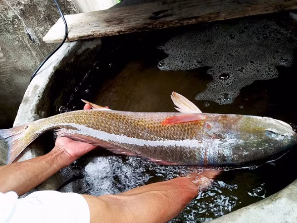 Người Trung Quốc cho rằng, ăn cá sủ vàng sẽ có nhiều may mắn, làm ăn phát đạt. Người Nhật Bản và Việt Nam còn gọi đây là lộc trời.