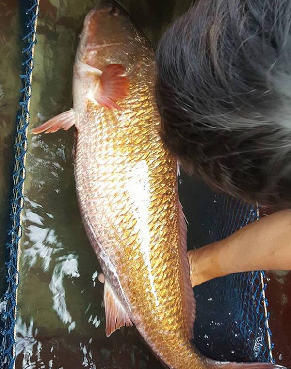 Về dinh dưỡng, thịt cá sủ vàng ăn tươi cũng có mùi vị thơm ngon. Phụ nữ mang thai hoặc sau khi sinh mà được ăn thịt cá sủ vàng sẽ giúp cơ thể bổ sung nhiều dinh dưỡng.