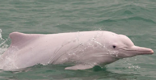 Loài cá heo này có thể sống ở bất cứ đâu và hầu hết chúng có màu xám với những đốm nhỏ màu hồng, gần giống như sắc hồng của chim hồng hạc. Và khi cá heo bắt đầu hưng phấn, cơ thể chúng dần chuyển sang màu hồng sáng giống như khi con người xấu hổ.