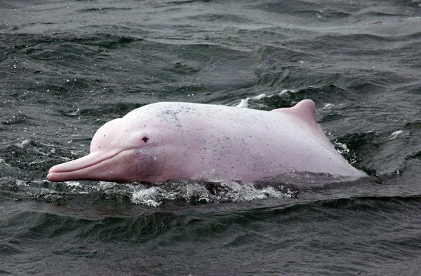 Cá heo sông Amazon có thể dài tới 2,8m, nặng khoảng 160 kg và sống đến 30 năm. Trên thực tế, cá heo hồng có cơ thể và bộ não lớn nhất trong tất cả các loài cá heo nước ngọt.