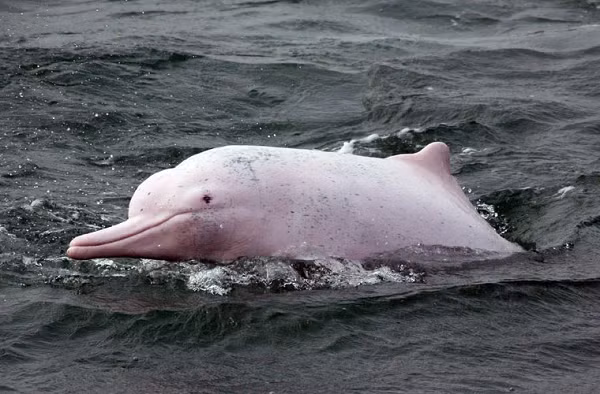 Cá heo sông Amazon có thể dài tới 2,8m, nặng khoảng 160 kg và sống đến 30 năm. Trên thực tế, cá heo hồng có cơ thể và bộ não lớn nhất trong tất cả các loài cá heo nước ngọt.