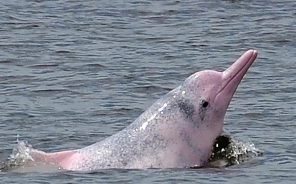 Tuy nhiên, khi có người và tàu thuyền đến, chú cá heo đặc biệt này đã tiến ra vùng biển xa hơn. Việc cá heo xuất hiện ở vùng biển Đồ Sơn đã là điều kỳ lạ, nó thậm chí còn có màu hồng quý hiếm. Thậm chí, theo kinh nghiệm của các ngư dân, việc cá heo hồng bỗng dưng xuất hiện là điềm báo của sự an lanh, may mắn, báo hiệu một mùa bội thu tôm cá cho người đi biển.