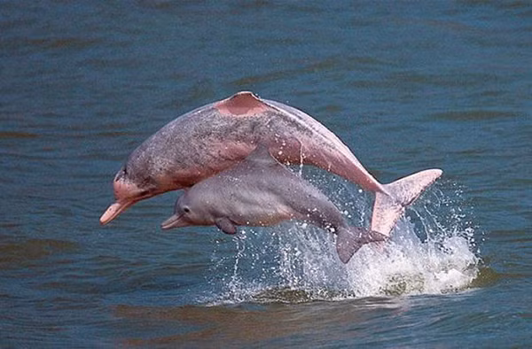 Một chú cá heo đang lớn chuyển dần sang màu xám rồi hồng nhạt có thêm những đốm nhỏ. Đến khi trưởng thành, chúng có màu hồng hoặc màu trắng. Màu hồng của chúng được cho là do các mạch máu tạo nên sắc tố.