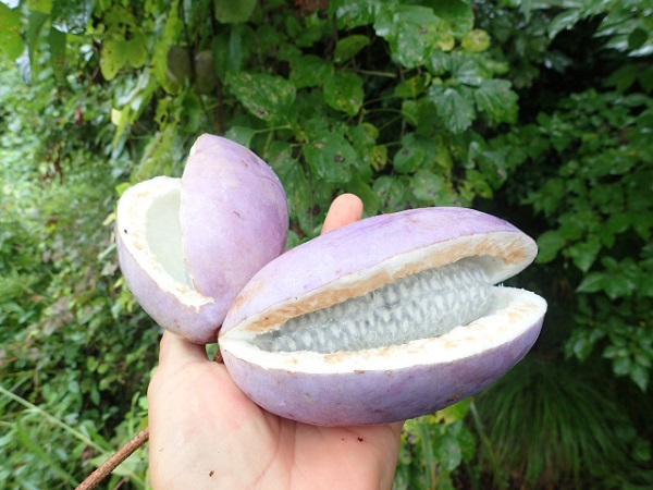 Thịt của Akebi có chứa nhiều Vitamin C. Đây là loại vitamin tác dụng ngăn ngừa cảm lạnh, phục hồi mệt mỏi và tăng cường hệ miễn dịch của cơ thể.