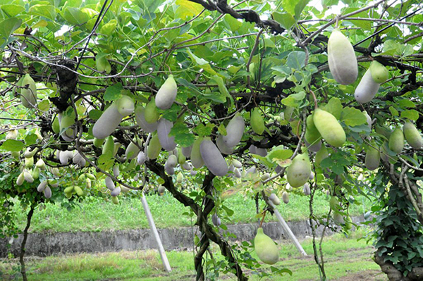 Vỏ của Akebi có chứa rất nhiều dưỡng chất và đặc biệt là Kali. Đây là loại khoáng chất cần thiết và quan trọng cho cơ bắp. Nó có vai trò bài tiết muối natri ra khỏi cơ thể.