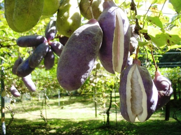 Giống Akebi có thể trồng quanh năm và thu hoạch sau 5-8 tháng. Chúng thường được thu hoạch vào mùa thu tháng 9,10. Mỗi độ Akebi chín, giàn akebi trồng rất thích mắt.