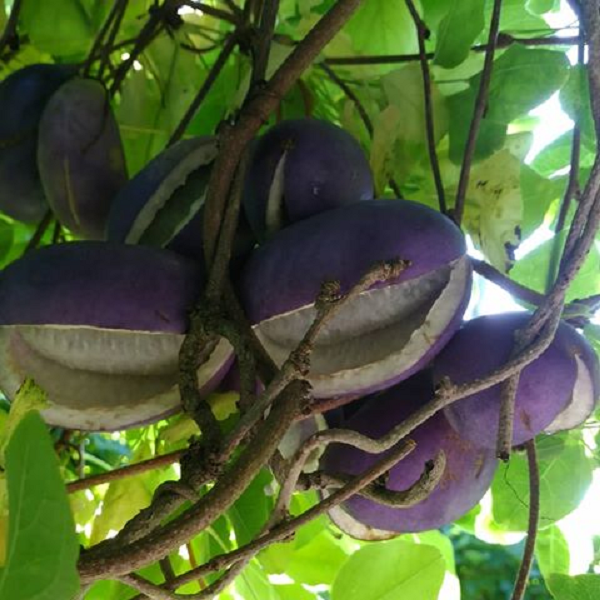 Phần ruột bên trong có màu trắng đục và chứa rất nhiều hạt đen giống chanh dây. Trước đây, Akebi là một loại quả mọc hoang dã. Tuy nhiên sau đó, biết được công dụng hữu ích loại quả này nên người dân Nhật đã đưa vào trồng trọt.