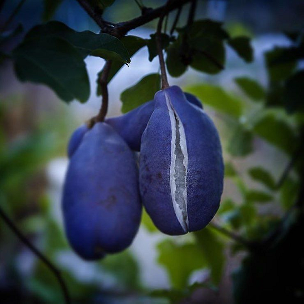 Cây Akebi trưởng thành đạt độ cao khoảng 10 mét. Vào màu thu nó sẽ đơm hoa kết quả, cho ra những cụm hoa mọc thành từng chùm, màu sắc rất đẹp. Đặc biệt hoa Akebi tỏa ra một mùi thơm rất nồng nàn quyến rũ và sau khi hoa tàn sẽ trổ quả.