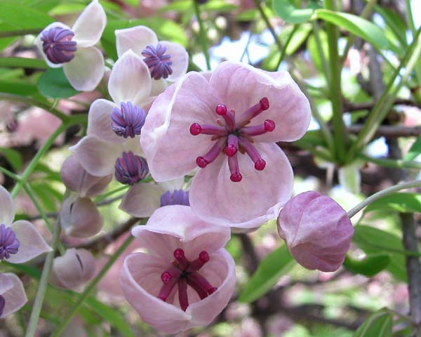 Quả Akebi có chứa vitamin C giúp cải thiện làn da của chúng ta. Vitamin C giúp làn da khỏe khoắn, ngăn ngừa lão hóa. Đặc biệt là nó giúp thúc đẩy làn da tạo ra collagen giúp giữ da luôn căng mịn, không có vết nhăn. 