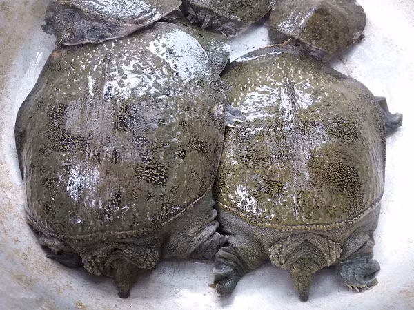 Ba ba gai phân bố chủ yếu ở sông, suối, đầm hồ, miền núi phía Bắc. Da bụng ba ba gai màu xám trắng, trên điểm rất nhiều chấm đen nhỏ, làm da bụng có màu xám đen lúc nhỏ và xám trắng lúc lớn.