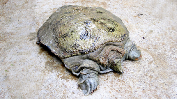 Cơ quan hô hấp phụ tựa mang cá, ba ba lấy oxy trong nước và thải CO2 trong máu vào nước qua cơ quan này. Ba ba lên khỏi mặt nước khi có nhu cầu di chuyển, đẻ trứng, phơi lưng…