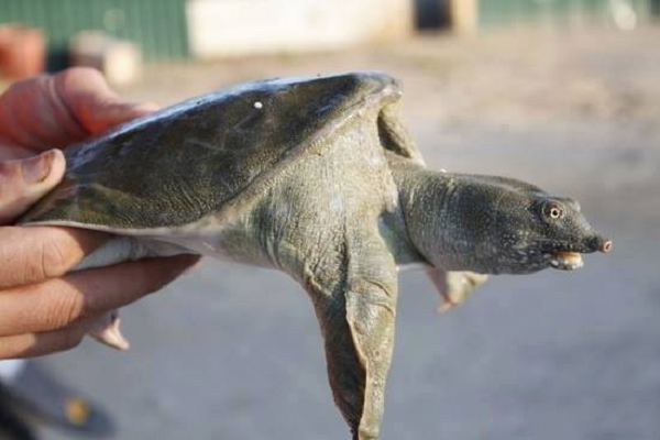 Ba ba gai có mũi dài. Phần mai của nó có nhiều các nốt sần không đều từ màu nâu đến xám. Ba ba gai lúc mới nở có quy cỡ từ 6 – 18g/ con. Tốc độ lớn của ba ba phụ thuộc vào loài, kỹ thuật nuôi và điều kiện môi trường nuôi.