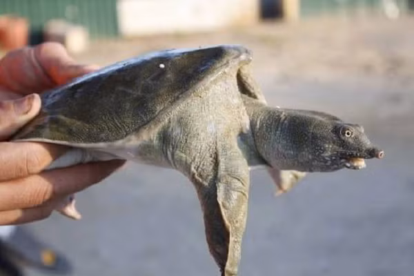 Ba ba gai có mũi dài. Phần mai của nó có nhiều các nốt sần không đều từ màu nâu đến xám. Ba ba gai lúc mới nở có quy cỡ từ 6 – 18g/ con. Tốc độ lớn của ba ba phụ thuộc vào loài, kỹ thuật nuôi và điều kiện môi trường nuôi.