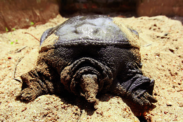 Từ cỡ giống 100 – 200g/con, sau khi nuôi 6 – 8 tháng, ba ba gai có thể đạt cỡ 1 – 2kg/con đối với miền Bắc; từ 1,6 – 2kg/ con đối với miền Nam. Ba ba gai cỡ 2 kg trở lên mới bắt đầu đẻ trứng.