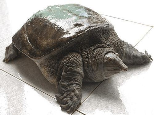 Ba ba gai to hơn các loại ba ba bình thường khác. Thịt của chúng khi chế biến rất thơm và ngọt, tuổi đời của chúng có khi lên tới 2 chục năm, có những con ba ba sinh sản lên tới 30 kg.