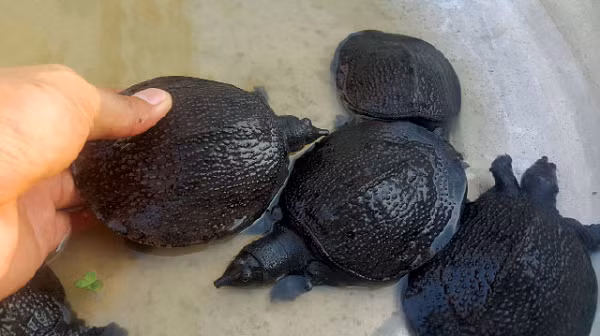 Vừa biết bơi, vừa biết bò, leo, biết vùi mình nằm trong bùn cát, đặc biệt có thể đào hang trú ẩn, đào khoét bờ ao chui sang ao bên cạnh. Ba ba thích sống nơi yên tĩnh, ít tiếng ồn, kín đáo. Khi thấy có tiếng động mạnh, có bóng người hay bóng súc vật đến gần, chúng lập tức nhảy xuống nước lẩn trốn.