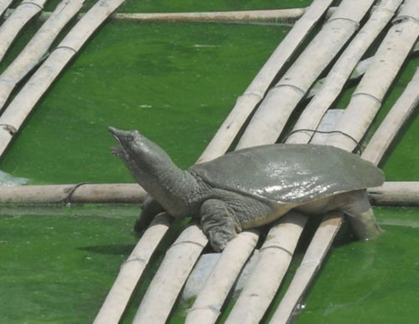 Giá ba ba gai cao gấp đôi so với các loại ba ba thông thường khác, đem lại lợi nhuận, hiệu quả kinh tế cao. Khả năng bắt mồi chủ động của ba ba rất tốt, đặc biệt là với thức ăn ưa thích của ba ba là thịt động vật.