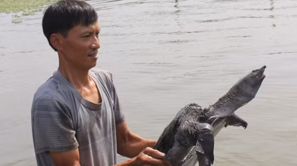 Ba ba gai được đánh giá là hiền lành, dễ nuôi, hợp với khí hậu lạnh mùa đông ở miền Bắc. Giá ba ba giống cao nhất 170.000 đồng/con, sau 3 năm nuôi, trung bình 1 con nặng 4-5kg, giá bán cao nhất lên đến 500.000 đồng/kg. Như vậy mỗi con có thể có giá 2-2,5 triệu đồng.