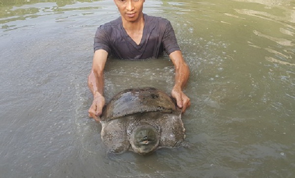 Ba ba thở bằng phổi là chính nên thỉnh thoảng phải nhô lên mặt nước để hít thở không khí. Mùa đông lạnh, cường độ hô hấp nhỏ, ba ba có thể rút trong bùn ở đáy ao, dựa vào cơ quan hô hấp phụ trong cổ họng để thở.