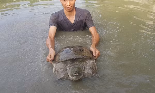 Ba ba thở bằng phổi là chính nên thỉnh thoảng phải nhô lên mặt nước để hít thở không khí. Mùa đông lạnh, cường độ hô hấp nhỏ, ba ba có thể rút trong bùn ở đáy ao, dựa vào cơ quan hô hấp phụ trong cổ họng để thở.