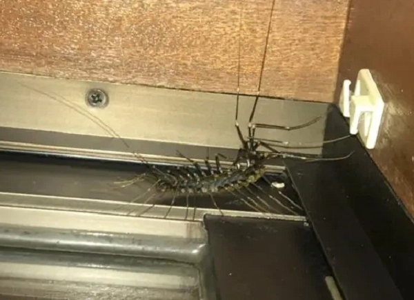 Không những có kích thước khổng lồ, con rết này còn sở hữu những chiếc chân lông lá dài ngoằng.Thậm chí con vật này còn chạy rất nhanh với tốc độ trung bình là 1,3 feet (0,4 m)/s. Tính ra là 1,4km/h.