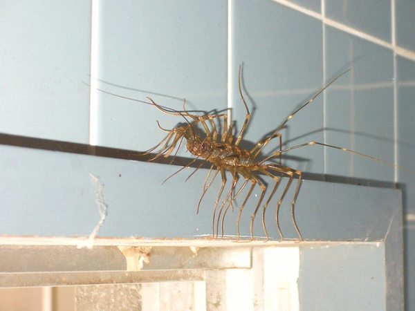 Loài rết này trông đáng sợ nhưng hoàn toàn vô hại và không hung dữ. Nếu để cho sống thoải mái, loài rết này sẽ giúp ngăn chặn tất cả các loại côn trùng đáng sợ, bao gồm cả nhện và gián.