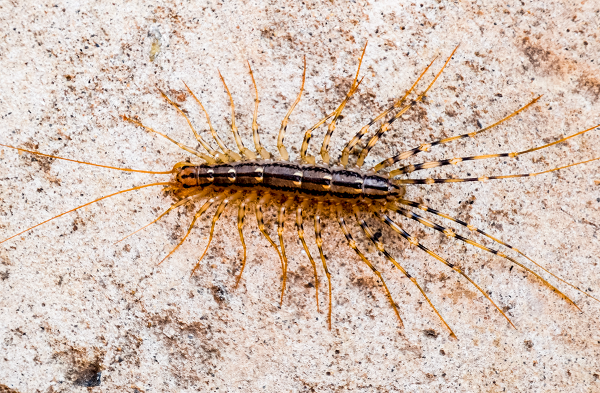 Nó dừng lại và bắt đầu chạy một cách nhanh chóng, điều này có thể khiến ngay cả những người đam mê động vật chân đốt nhất cũng phải sợ hãi. Tuy nhiên những kỹ năng này được trang bị tốt để truy đuổi và bắt mồi.