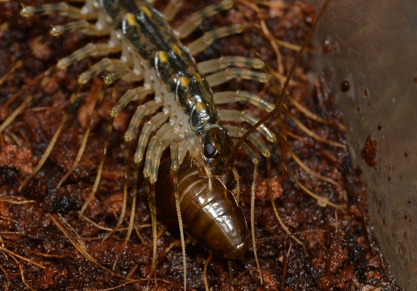 Dù sống ở ngoài trời hay trong nhà, rết nhà thích những nơi mát mẻ, ẩm ướt và tối. Trong môi trường sống tự nhiên, nó có thể được tìm thấy ở dưới lá cây hoặc ẩn trong các kẽ hở râm mát trong đá hoặc vỏ cây.