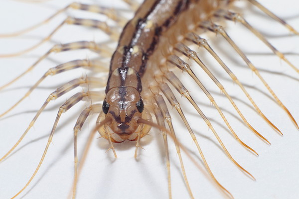 Tuy nhiên, nhiều người cho rằng, con rết này thực chất không đáng sợ như vẻ bề ngoài của nó. Đây là loài rết nhà có tên khoa học là Scutigera coleoptrata.