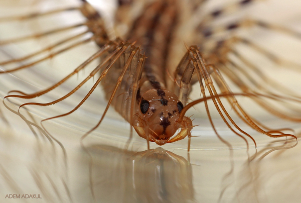 Mặc dù có nọc độc, rết nhà hiếm khi cắn bất cứ thứ gì lớn hơn nó. Nếu bạn bị Scutigera coleoptrata cắn, bạn sẽ không phải chịu nhiều đau đớn. Hãy cẩn thận để làm sạch vết thương để ngăn ngừa nhiễm trùng.