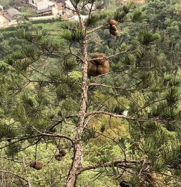 Các nghiên cứu mới đây cho thấy trong nấm phục linh có rất nhiều dược chất quý như: Pachymoza, fructoza, glucoza và 3 loại axit amin quý gồm Axit pachimic, axit eburicoic, axit 3p- hydroxylanosta-7,9 (Theo tạp chí dược học Nhật Bản).