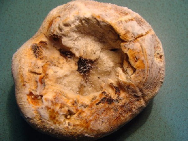 Trung bình với những quả nấm phục linh “khủng” nặng từ 10-15kg có thể có giá hàng chục triệu đồng, thậm chí cao hơn. Ngược lại, với những quả nấm nhỏ chỉ có giá vài trăm nghìn đồng/kg.