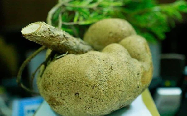 Tuy nhiên không phải vết thương nào cũng mọc nấm. Vì vậy, từ hàng trăm cây vân sam may ra mới cho ra được một vài quả nấm. Giá của nấm phục linh thiên phụ thuộc vào nhiều yếu tố, trong đó, quả nấm càng tươi, càng lâu năm, trọng lượng lớn thì càng được trả giá cao.