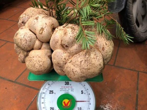 Người ta phân ra làm 2 loại nấm phục linh. Phục linh thần là loại nấm phục linh mọc ở từ rễ một loại cây họ thông có tên cây vân sam. Phục linh thiên là loại nấm phục linh mọc ra từ ngọn cây vân sam.