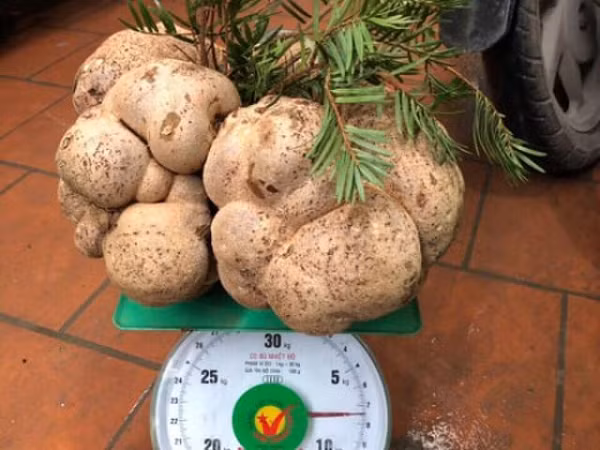 Người ta phân ra làm 2 loại nấm phục linh. Phục linh thần là loại nấm phục linh mọc ở từ rễ một loại cây họ thông có tên cây vân sam. Phục linh thiên là loại nấm phục linh mọc ra từ ngọn cây vân sam.