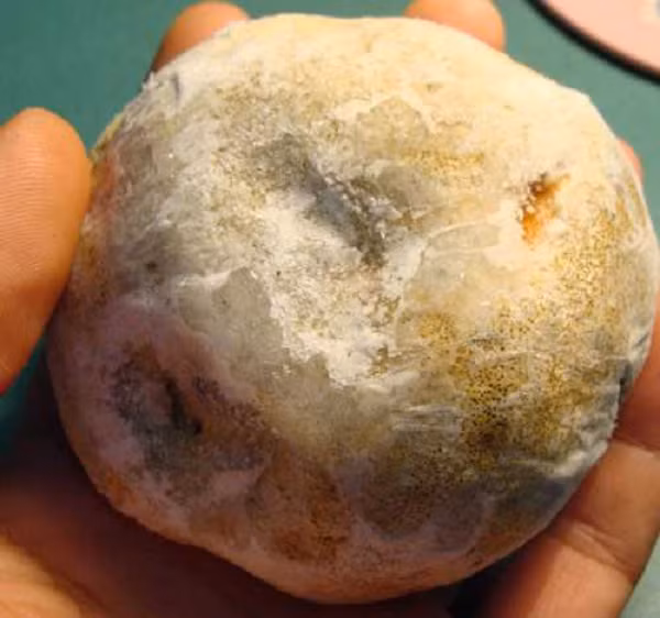 Theo kinh nghiệm dân gian, loại nấm này có tác dụng bồi bổ, tăng cường sức khỏe, lợi tiểu tiêu độc. Người dân thường sử dụng trong các trường hợp người mới ốm dậy, người có sức khỏe yếu…