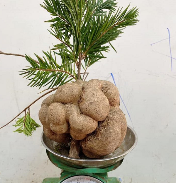 Nấm phục linh thiên rất hiếm, có thể nói là hiếm nhất trong các loại dược thảo hiện nay. Do vậy không phải thời gian nào cũng có loại nấm quý hiếm này.