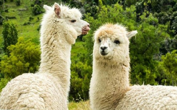 Ngoài ra, các nhà khoa học đã tối ưu hóa nhằm tạo ra sự ổn định và khả năng chống chọi với nhiệt độ khắc nghiệt. Các kháng thể nano này có thể chịu được nhiệt độ lên tới 95 độ C mà không bị mất chức năng hay kết tụ.