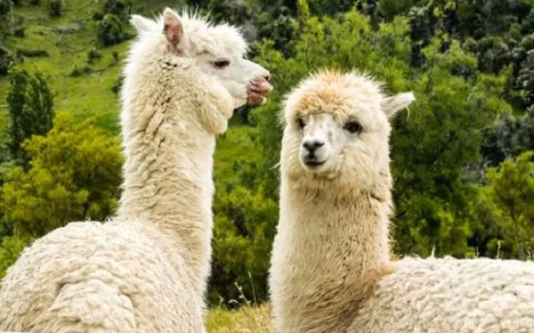 Ngoài ra, các nhà khoa học đã tối ưu hóa nhằm tạo ra sự ổn định và khả năng chống chọi với nhiệt độ khắc nghiệt. Các kháng thể nano này có thể chịu được nhiệt độ lên tới 95 độ C mà không bị mất chức năng hay kết tụ.