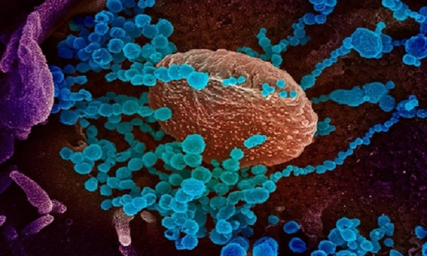 Đặc biệt các kháng thể này có hiệu quả cao đối với các "đột biến thoát miễn dịch" như K417N/T, E484K, N501Y và L452R được tìm thấy trong các dòng Alpha, Beta, Gamma, Epsilon, Iota và Delta/Kappa.